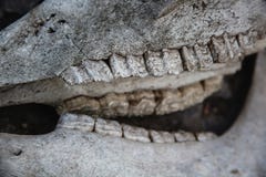 Mand?bulas con los dientes en el cr?neo del caballo en una tierra de piedra agrietada imagenes de archivo Mand?bulas con los dientes en el cr?neo del caballo en una tierra de piedra agrietada imagenes de archivo