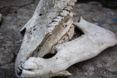 Mand?bulas con los dientes en el cr?neo del caballo en una tierra de piedra agrietada foto de archivo libre de regalías Mand?bulas con los dientes en el cr?neo del caballo en una tierra de piedra agrietada foto de archivo libre de regalías