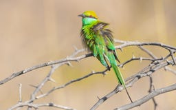 Mangiatore di ape verde che increspa le sue piume immagini stock libere da diritti Mangiatore di ape verde che increspa le sue piume immagini stock libere da diritti