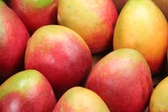 Mango stock photography Mango stock photography