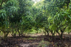 Mango field of a flowering in tropical country. agricultural con royalty free stock images Mango field of a flowering in tropical country. agricultural con royalty free stock images