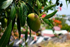 Mango fresco che pende dall'albero sulla parte anteriore del villaggio tropicale immagine stock Mango fresco che pende dall'albero sulla parte anteriore del villaggio tropicale immagine stock