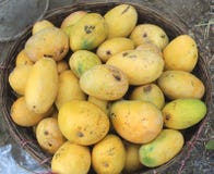 Mango i korg arkivbild Mango i korg arkivbild