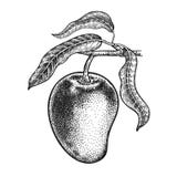 Mango. Realistic hand drawing. stock illustration Mango. Realistic hand drawing. stock illustration