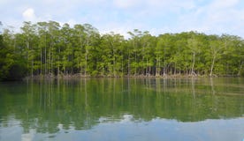 Mangrove trees at edge of mangrove forest Stock Images Mangrove trees at edge of mangrove forest Stock Images