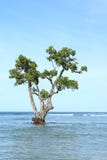 Mangrove Stock Images Mangrove Stock Images