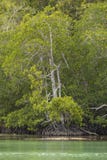 Mangrove tree, Raja Ampat, Indonesia