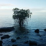 Mangroves i Fiji arkivfoton Mangroves i Fiji arkivfoton