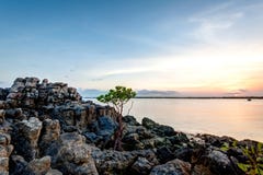 Mangroveunga trädet som växer ut ur, vaggar på bröllopsresafjärden Kalumburu royaltyfri fotografi Mangroveunga trädet som växer ut ur, vaggar på bröllopsresafjärden Kalumburu royaltyfri fotografi