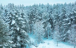 Manhã do inverno na floresta do inverno imagem de stock Manhã do inverno na floresta do inverno imagem de stock