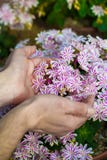 Manhänder som rymmer härliga alpina rosa färgblommor, tände vid solnedgångli royaltyfri bild Manhänder som rymmer härliga alpina rosa färgblommor, tände vid solnedgångli royaltyfri bild