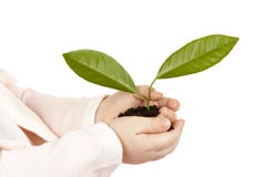 Mani del ` s del bambino con la pianta verde isolata Immagini Stock Libere da Diritti Mani del ` s del bambino con la pianta verde isolata Immagini Stock Libere da Diritti