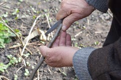 Mani dell'uomo anziano che innestano gli alberi da frutto per gradi fotografia stock Mani dell'uomo anziano che innestano gli alberi da frutto per gradi fotografia stock