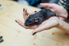 Mani femminili con il ratto riccio divertente sveglio del cucciolo su fondo di legno vago, primo piano Animali a casa fotografia stock Mani femminili con il ratto riccio divertente sveglio del cucciolo su fondo di legno vago, primo piano Animali a casa fotografia stock
