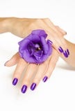 Manicure spa pampering with purple flower royalty free stock image Manicure spa pampering with purple flower royalty free stock image