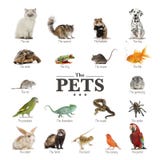 Manifesto degli animali domestici in inglese Manifesto degli animali domestici in inglese