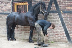 Maniscalco che prepara zoccolo Maniscalco che prepara zoccolo