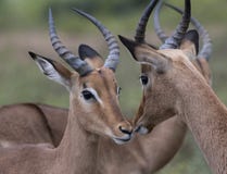 Manlig och kvinnlig impala, Aepycerosmelampus Royaltyfria Bilder Manlig och kvinnlig impala, Aepycerosmelampus Royaltyfria Bilder