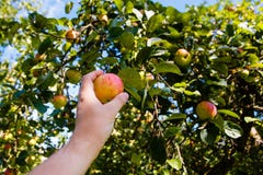 Manlig skörd för handplockningäpple i fruktträdgårdnärbilden arkivbilder Manlig skörd för handplockningäpple i fruktträdgårdnärbilden arkivbilder