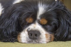 Manligt stolt sova för hund för konung Charles Spaniel royaltyfri bild Manligt stolt sova för hund för konung Charles Spaniel royaltyfri bild