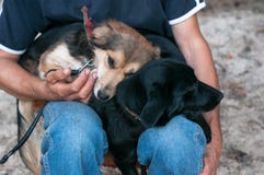 Mann, der zwei nette Hunde oben sich anschmiegen und miteinander drücken sittting und gehalten worden sein würden stockfotografie Mann, der zwei nette Hunde oben sich anschmiegen und miteinander drücken sittting und gehalten worden sein würden stockfotografie