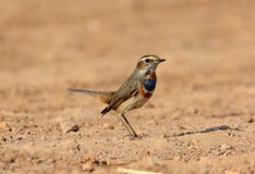 Mannelijke Blauwborst (Luscinia-svecica) royalty-vrije stock afbeelding Mannelijke Blauwborst (Luscinia-svecica) royalty-vrije stock afbeelding