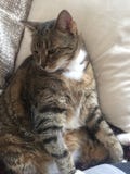Mannelijke Diabetes Hogere Cat Model Resting Royalty-vrije Stock Fotografie Mannelijke Diabetes Hogere Cat Model Resting Royalty-vrije Stock Fotografie