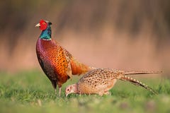 Mannelijke gemeenschappelijke fazanten, phasianuscolchicus, die voor wijfje in de lentebronst tonen stock afbeelding Mannelijke gemeenschappelijke fazanten, phasianuscolchicus, die voor wijfje in de lentebronst tonen stock afbeelding