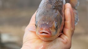 Mannelijke hand die een grote vis houden die lucht hijgt Zoetwatervissenmond ademhaling stock videobeelden Mannelijke hand die een grote vis houden die lucht hijgt Zoetwatervissenmond ademhaling stock videobeelden