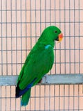 Mannen av den stora gröna papegojan-Eclectus roratus-sitter på en tvärslå nära rastret på Gan Guru Zoo i kibbutzer Nir Davi Arkivfoto Mannen av den stora gröna papegojan-Eclectus roratus-sitter på en tvärslå nära rastret på Gan Guru Zoo i kibbutzer Nir Davi Arkivfoto