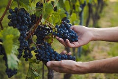 Mano de un hombre joven que toca las uvas durante cosecha en un viñedo fotografía de archivo Mano de un hombre joven que toca las uvas durante cosecha en un viñedo fotografía de archivo