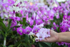 Mano del jardinero que comprueba las flores de la orquídea en cuarto de niños imágenes de archivo libres de regalías Mano del jardinero que comprueba las flores de la orquídea en cuarto de niños imágenes de archivo libres de regalías
