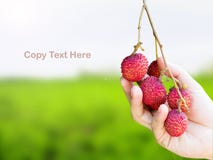 Mano que coge la fruta madura del lichi foto de archivo Mano que coge la fruta madura del lichi foto de archivo