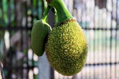 Manojo de pequeña fruta del enchufe con el árbol, manojo de fruta del enchufe que cuelga en un árbol imágenes de archivo libres de regalías Manojo de pequeña fruta del enchufe con el árbol, manojo de fruta del enchufe que cuelga en un árbol imágenes de archivo libres de regalías