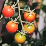 Manojo de pequeños tomates fotos de archivo libres de regalías Manojo de pequeños tomates fotos de archivo libres de regalías