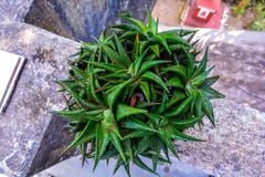 Manojo de plantas del cactus de la estrella Opinión de alto ángulo fotos de archivo Manojo de plantas del cactus de la estrella Opinión de alto ángulo fotos de archivo