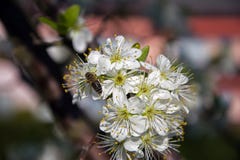 Manojo de rama de Plum Flowers On A con la abeja imagenes de archivo Manojo de rama de Plum Flowers On A con la abeja imagenes de archivo