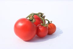 Manojo de tomates rojos en el fondo blanco bajo luz del sol imagen de archivo libre de regalías Manojo de tomates rojos en el fondo blanco bajo luz del sol imagen de archivo libre de regalías