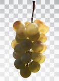 Manojo de uvas realista en un fondo transparente libre illustration Manojo de uvas realista en un fondo transparente libre illustration