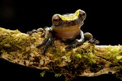 Manonegra curioso divertido del dendropsophus de la rana arbórea un pequeño treefrog foto de archivo Manonegra curioso divertido del dendropsophus de la rana arbórea un pequeño treefrog foto de archivo