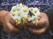 Manos de los jardineros que plantan las flores Mano que sostiene la pequeña flor en el jardín Flores de la patata de la tenencia fotos de archivo libres de regalías Manos de los jardineros que plantan las flores Mano que sostiene la pequeña flor en el jardín Flores de la patata de la tenencia fotos de archivo libres de regalías