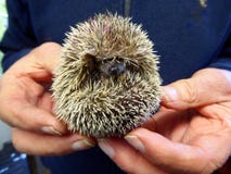 Manos humanas que llevan a cabo un tenrec joven imágenes de archivo libres de regalías Manos humanas que llevan a cabo un tenrec joven imágenes de archivo libres de regalías
