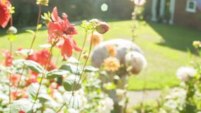 Manosee la abeja en un jardín metrajes Manosee la abeja en un jardín metrajes