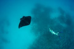 Manta Ray and Free Diver in Blue Water Stock Image Manta Ray and Free Diver in Blue Water Stock Image