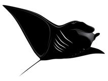 Manta Ray, tattoo Royalty Free Stock Image Manta Ray, tattoo Royalty Free Stock Image