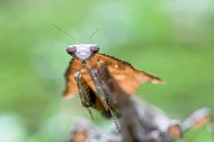 mante, animaux, macro, bokeh, insecte, nature, photo stock mante, animaux, macro, bokeh, insecte, nature, photo stock