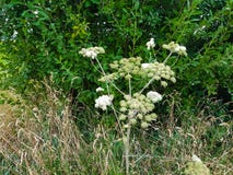 Mantegazzianum géant de heracleum photos stock Mantegazzianum géant de heracleum photos stock