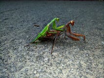 mantis photo stock mantis photo stock
