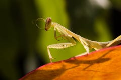 Mantis Stock Images