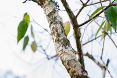 Mantis camouflaged on tree branches. stock images Mantis camouflaged on tree branches. stock images